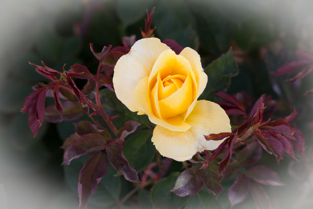 Yellow Rose