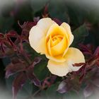 Yellow Rose