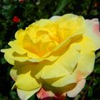 Yellow Rose