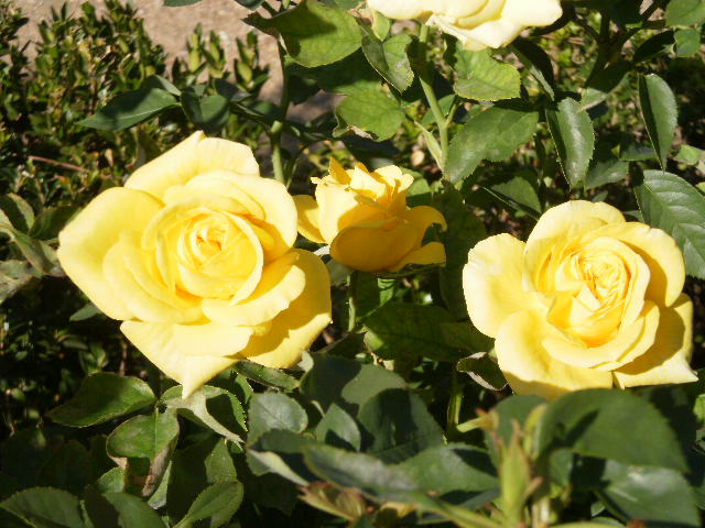 yellow rose