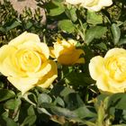 yellow rose