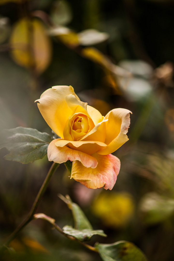 Yellow Rose