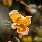 Yellow Rose