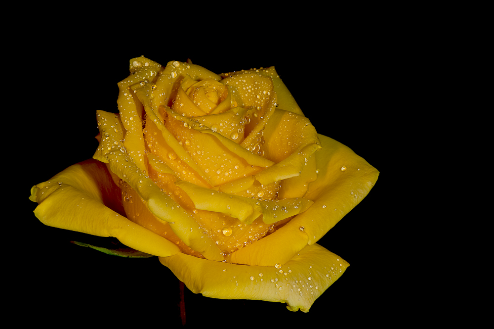 yellow rose II