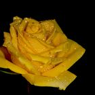 yellow rose II