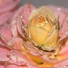 Yellow rose in pink rose with water drops