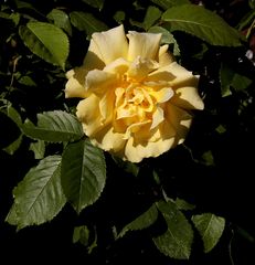 Yellow Rose (not of Texas)