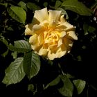 Yellow Rose (not of Texas)