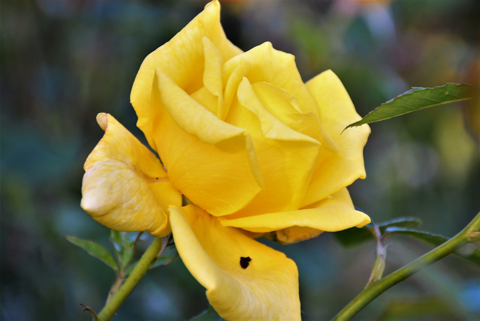 YELLOW ROSE OF HAMBURG  