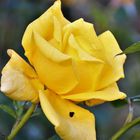 YELLOW ROSE OF HAMBURG  