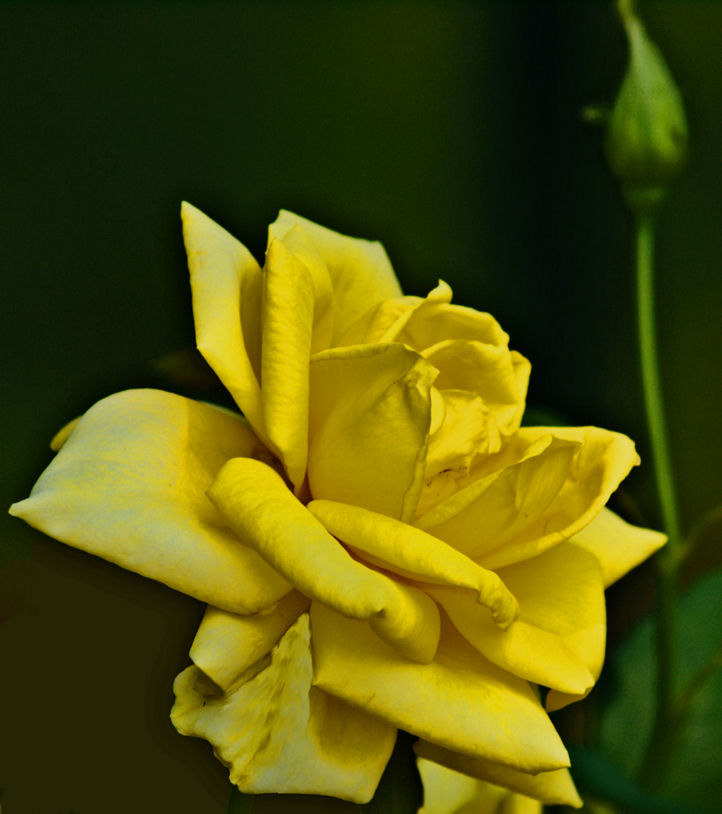 Yellow Rose of Texas 1