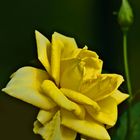Yellow Rose of Texas 1