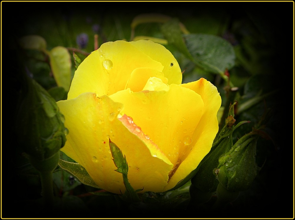 yellow rose of texas.........