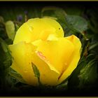 yellow rose of texas.........