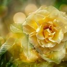 Yellow Rose of Texas