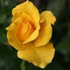 Yellow Rose of Texas