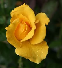 Yellow Rose of Texas