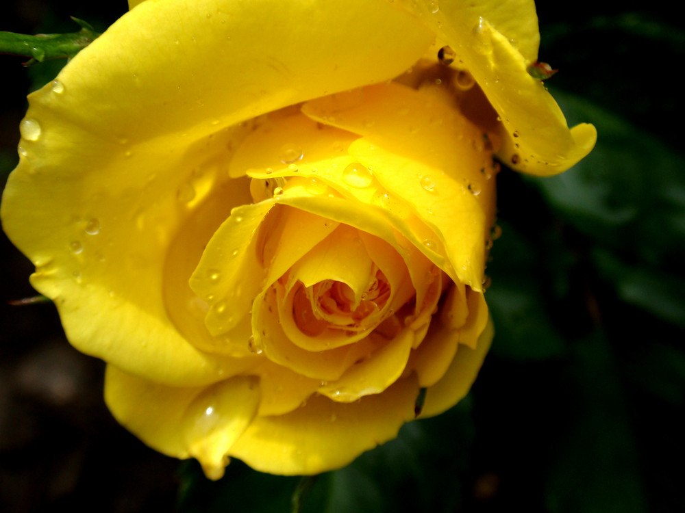 yellow rose with drops...