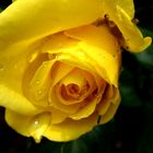 yellow rose with drops...