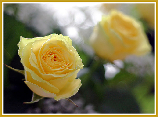 yellow roses