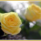 yellow roses