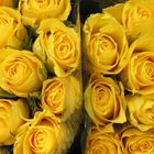 Yellow Roses - Mainz Germany