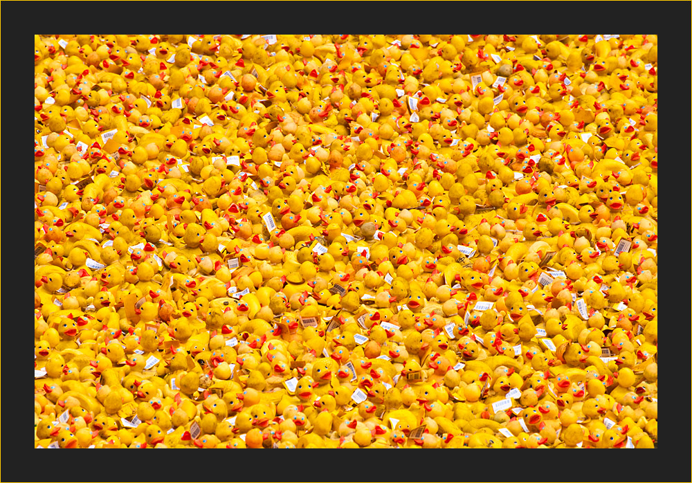 yellow rubber ducks