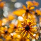 yellow rudbeckia reflections