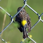 Yellow-rump