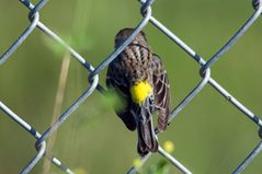 Yellow-rump