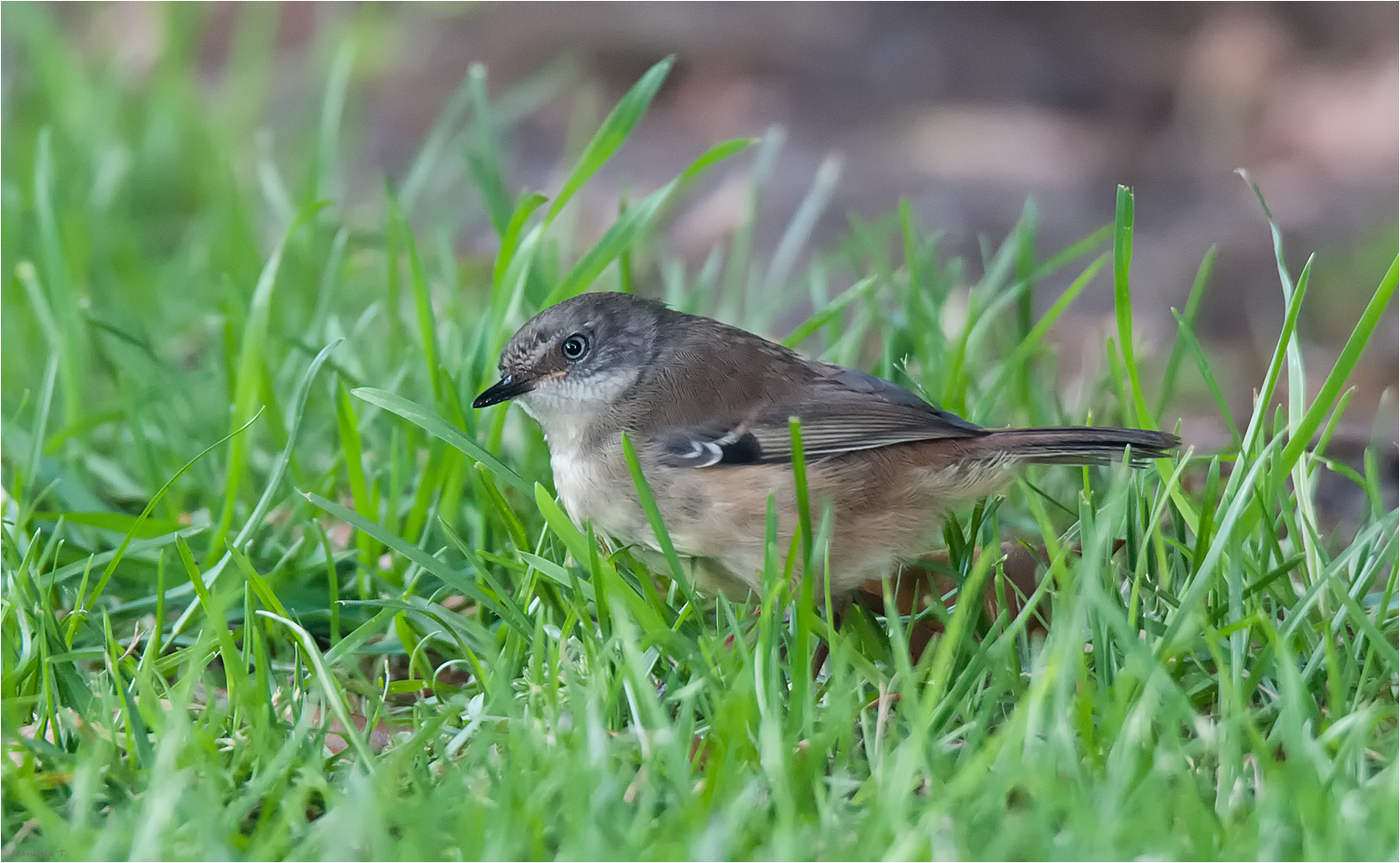 Yellow-rumped thornbill