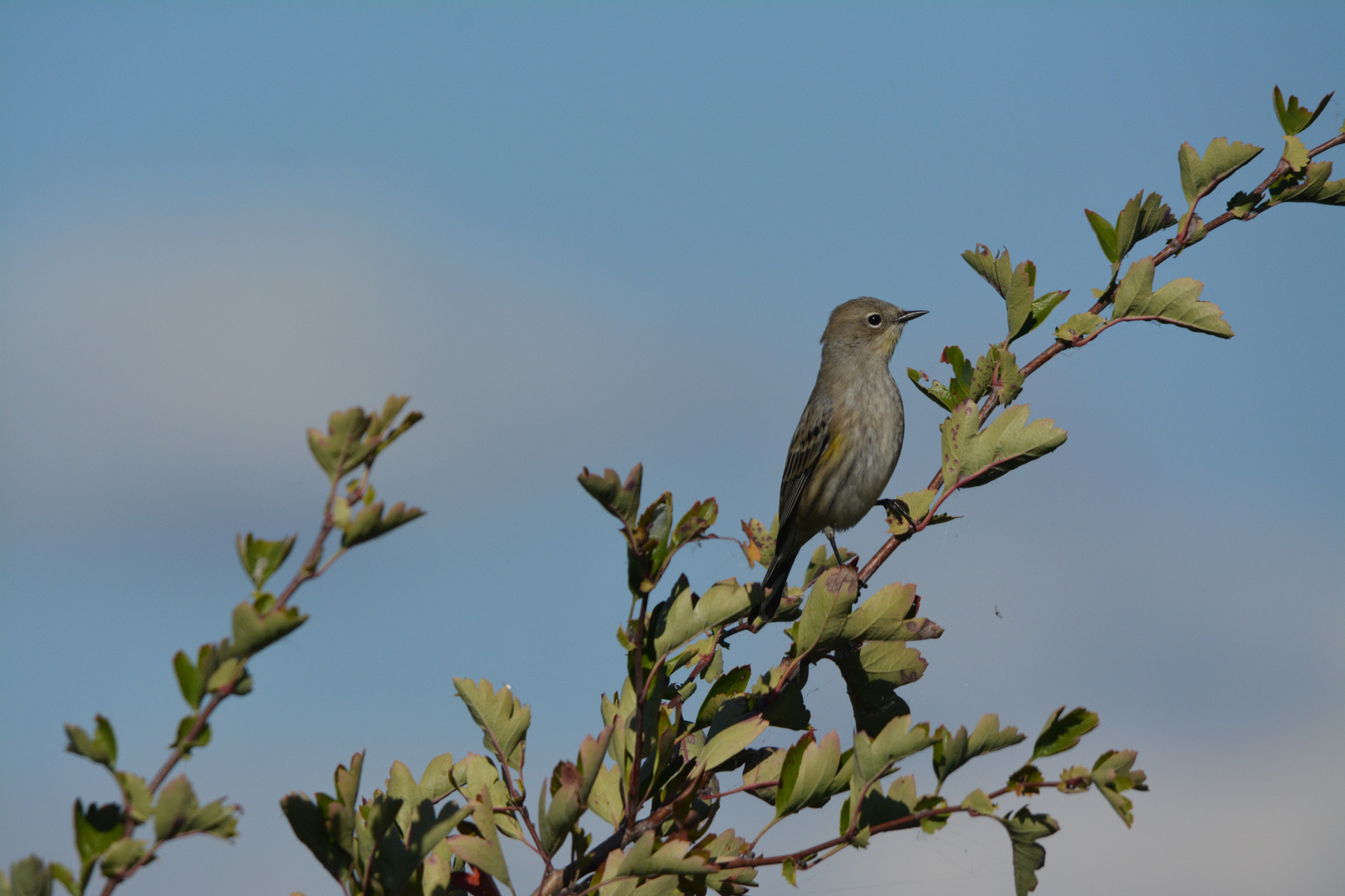 Yellow-rumped warbler