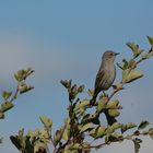 Yellow-rumped warbler