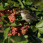 Yellow-rumped Warbler