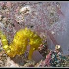 Yellow Seahorse