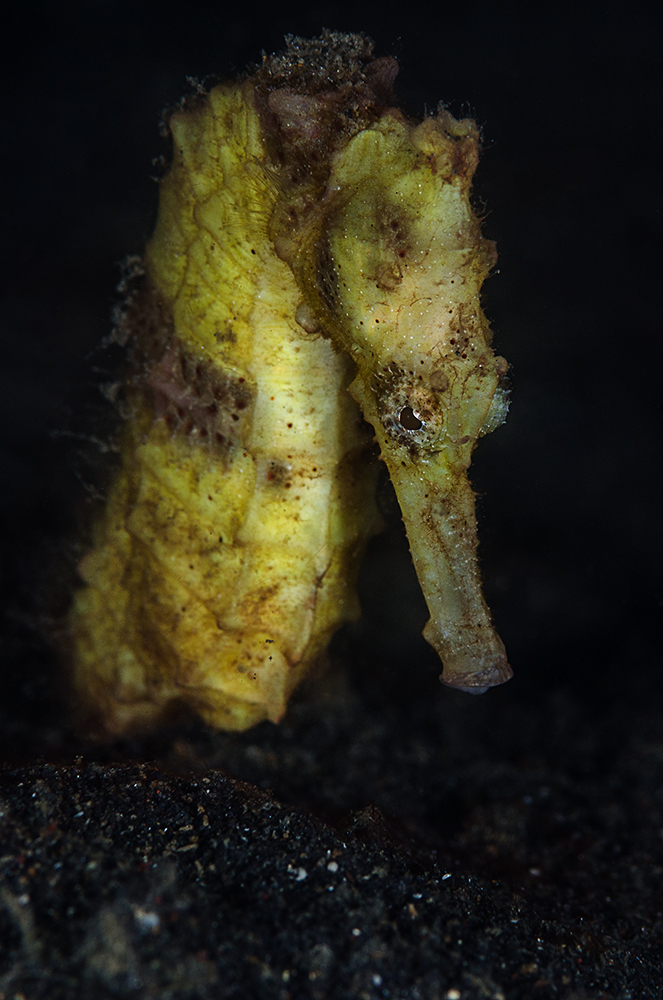 yellow Seahorse