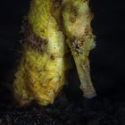 yellow Seahorse