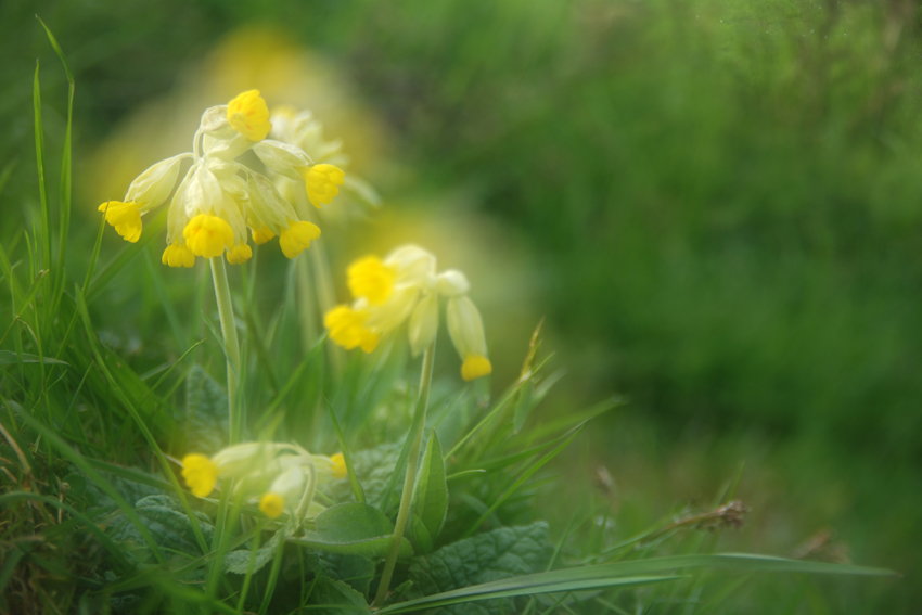 yellow shadow