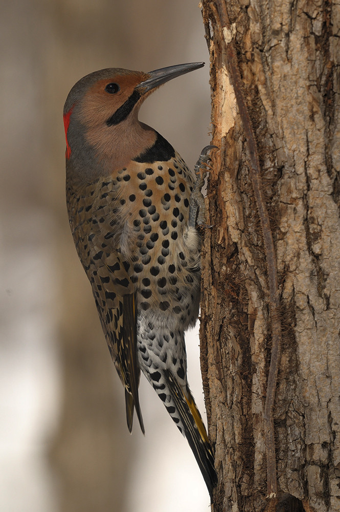 Yellow-shafted Northern Flicker