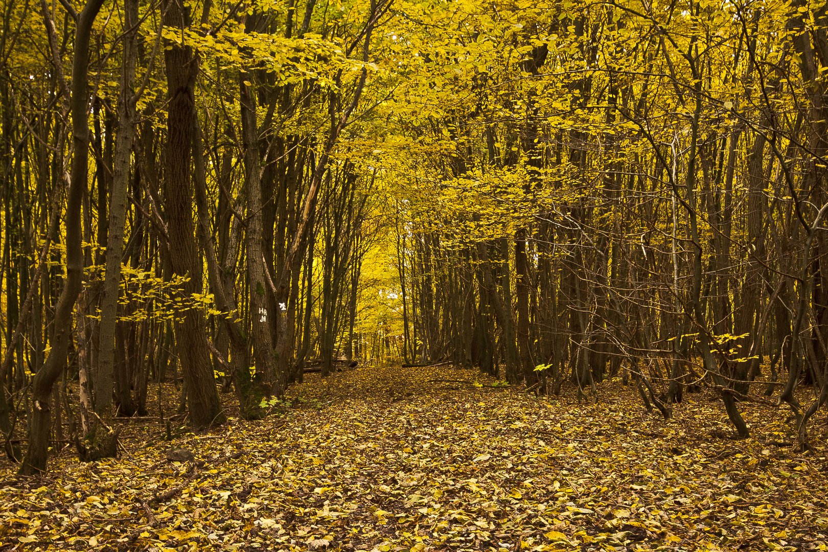 Yellow shining forest path