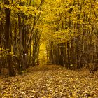 Yellow shining forest path