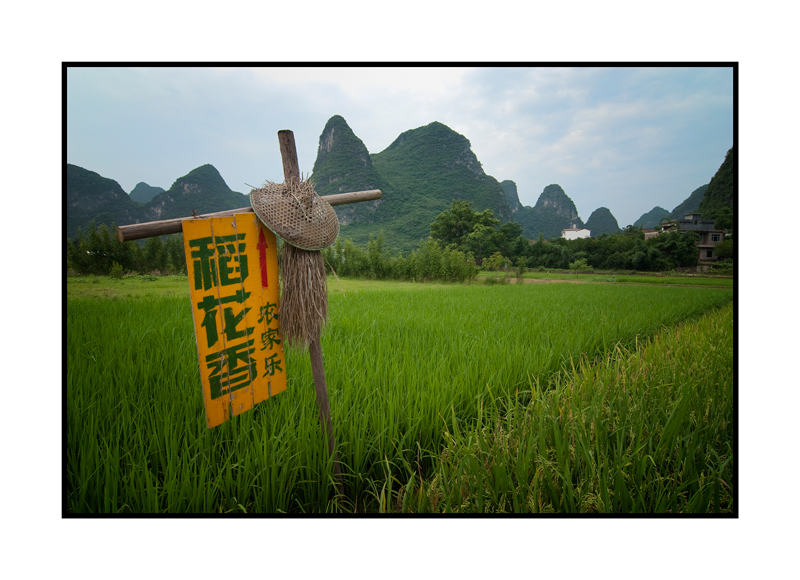 Yellow Sign in a Ricefield