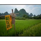 Yellow Sign in a Ricefield