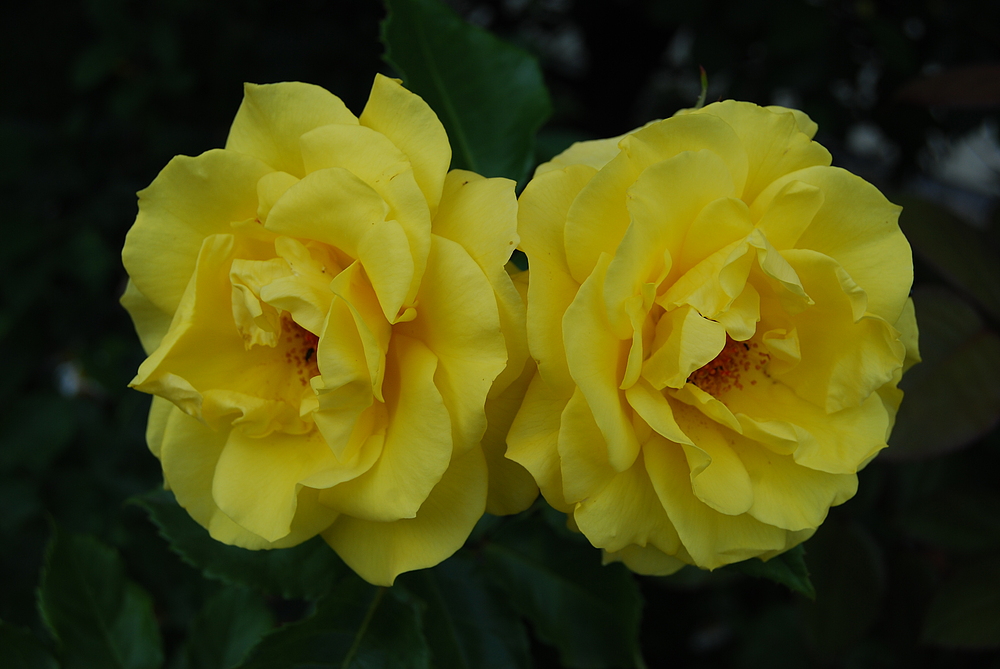 Yellow Sisters