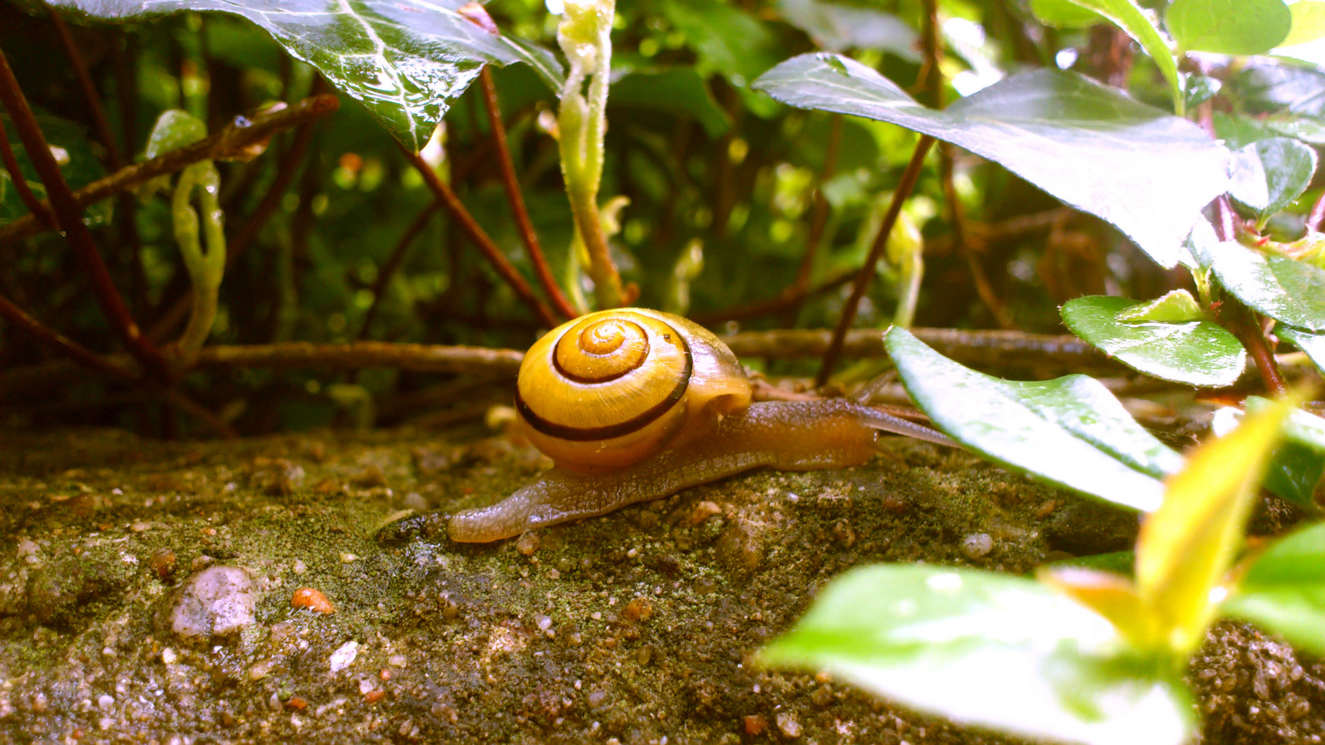 Yellow Snail