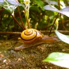 Yellow Snail