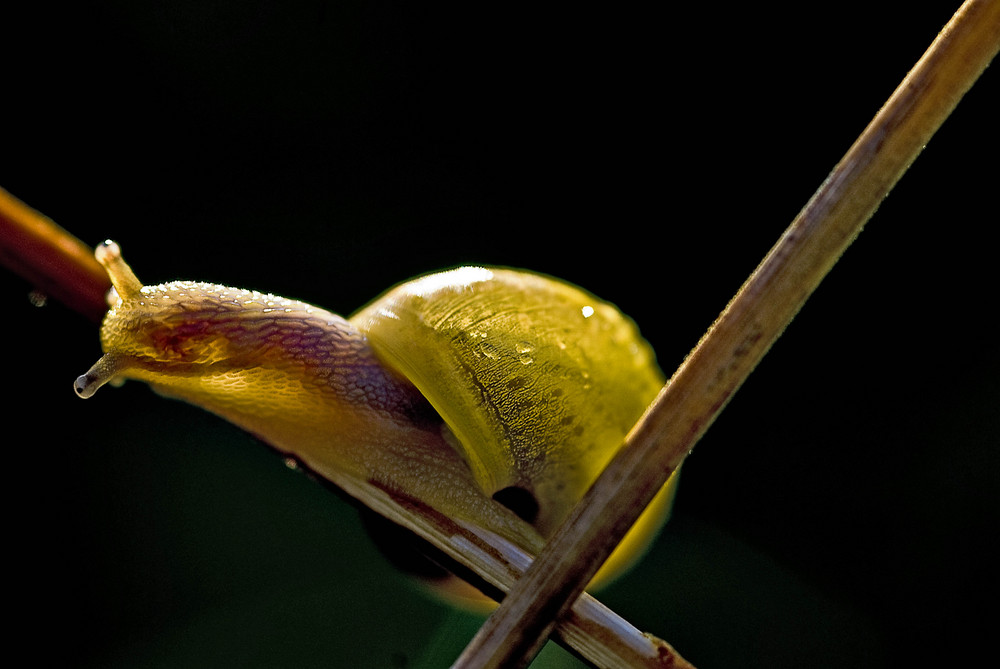 yellow snail