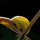 yellow snail