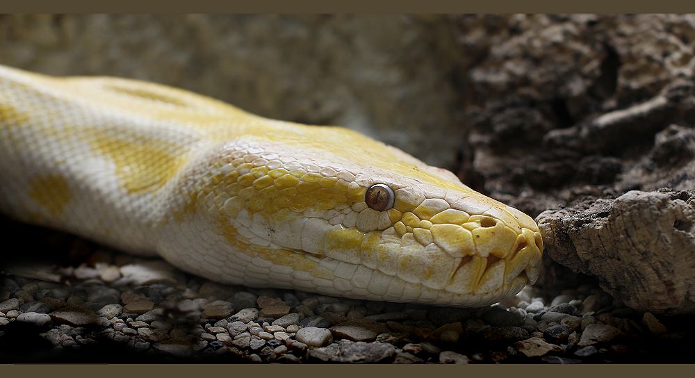 yellow snake...