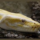 yellow snake...